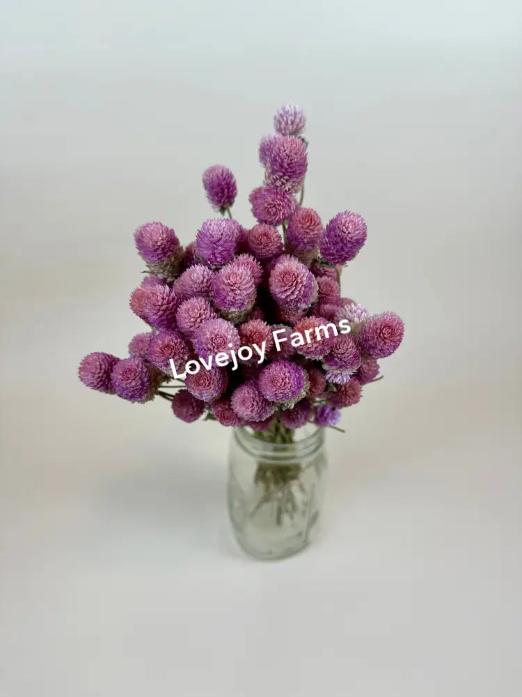 Dried Globe Amaranth (Rose Pink) Dried Flowers