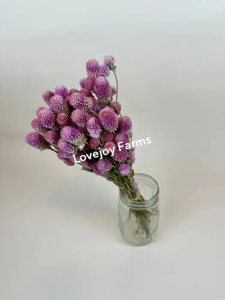 Dried Globe Amaranth (Rose Pink) Dried Flowers