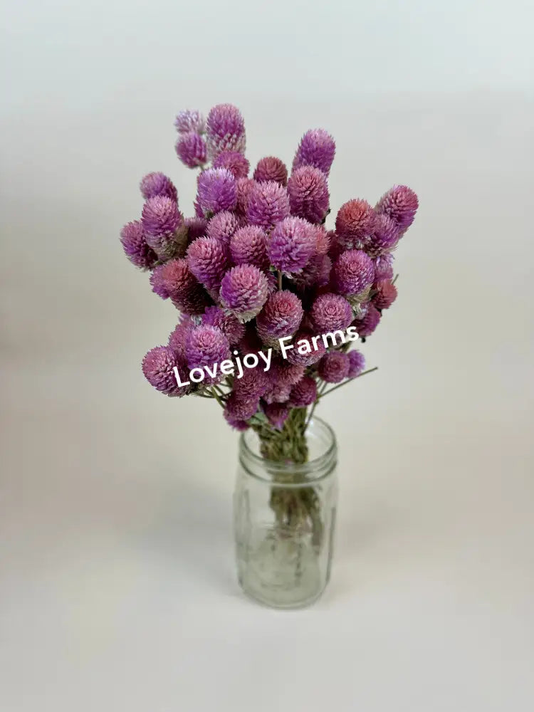Dried Globe Amaranth (Rose Pink) Dried Flowers
