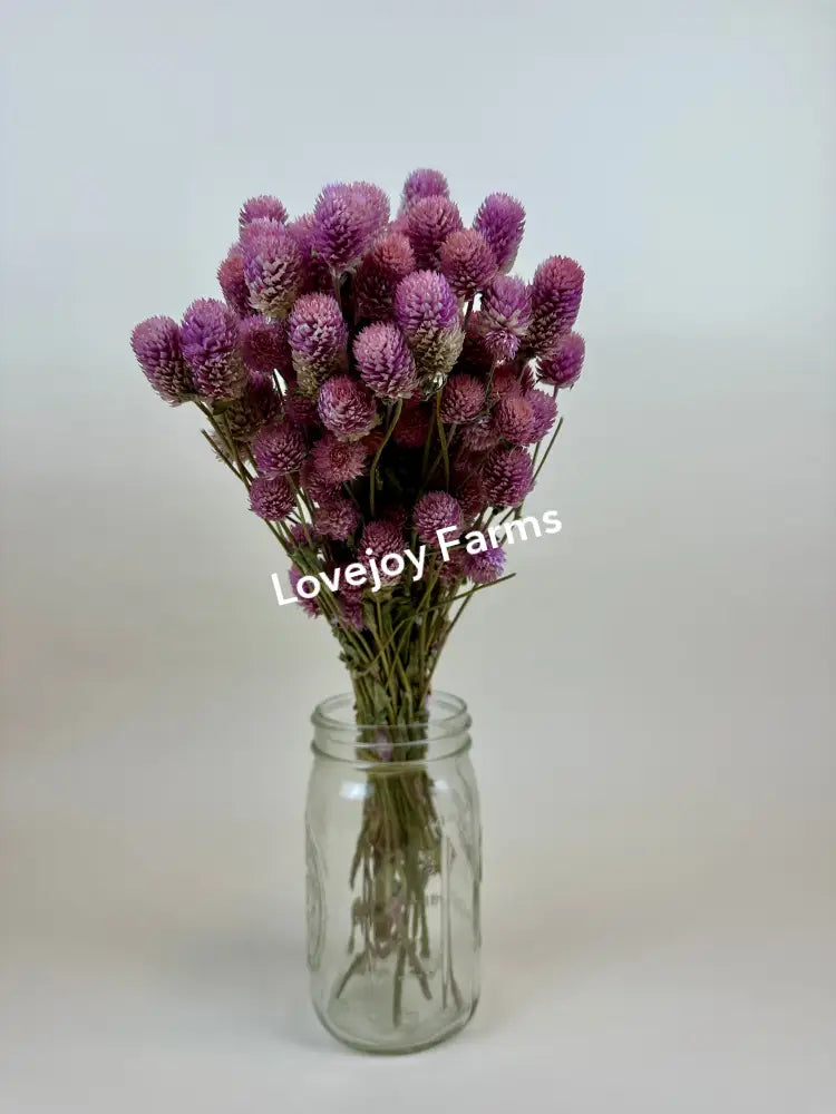 Dried Globe Amaranth (Rose Pink) Dried Flowers