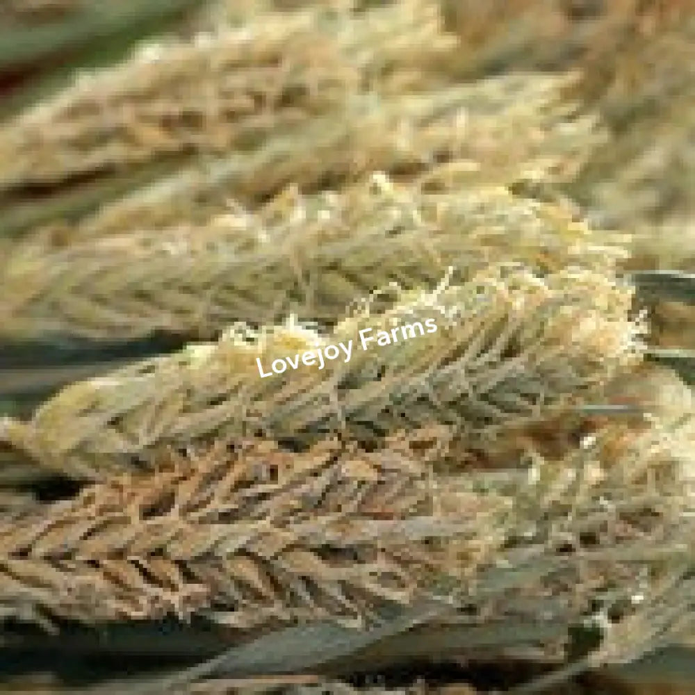 Dried Hooked Barley Dried Grains - Ornamental