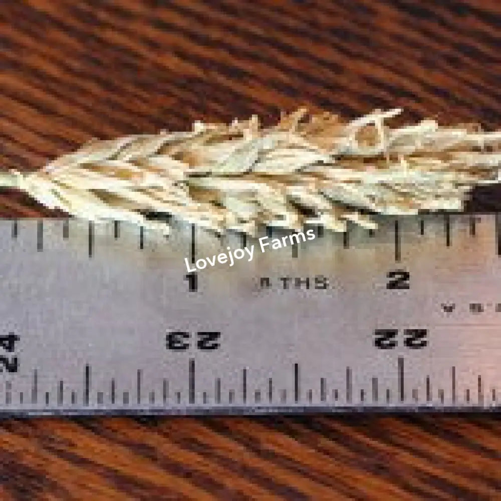 Dried Hooked Barley Dried Grains - Ornamental