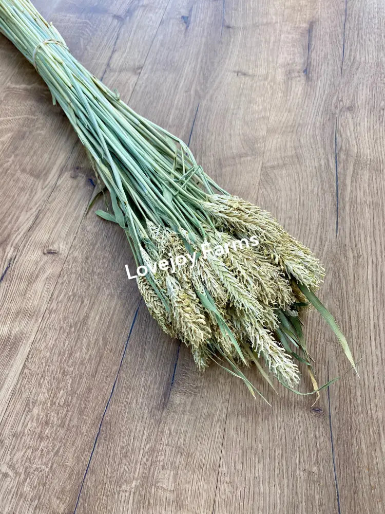 Dried Hooked Barley Dried Grains - Ornamental