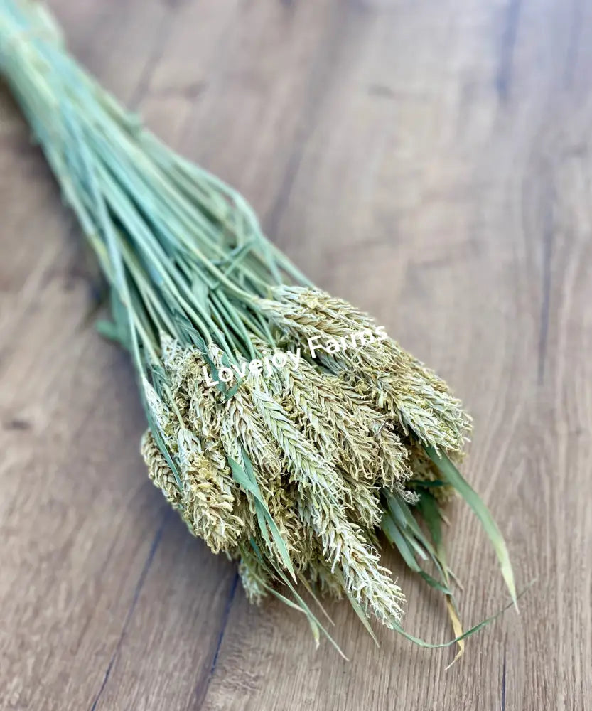 Dried Hooked Barley Dried Grains - Ornamental