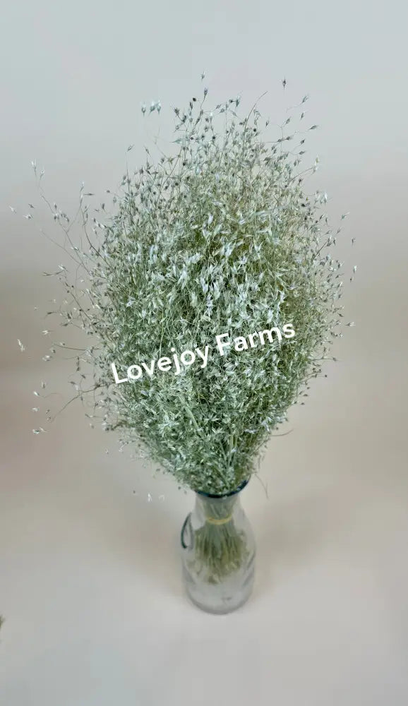 Dried Indian Rice Grass Dried Grasses - Ornamental