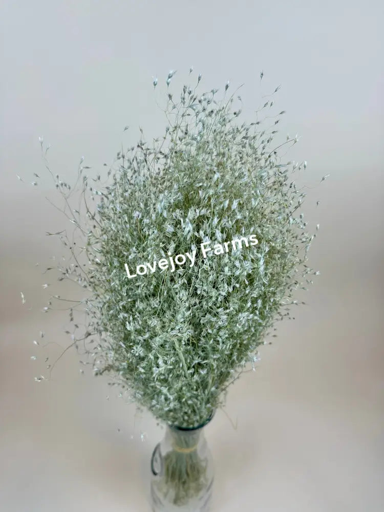 Dried Indian Rice Grass Dried Grasses - Ornamental