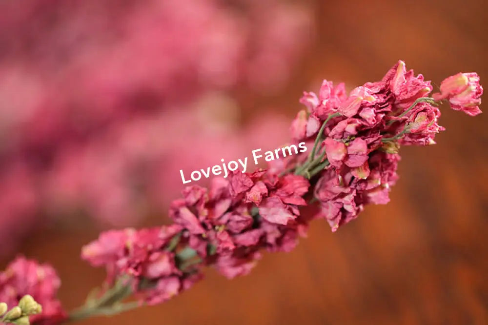 Close-up of Lovejoy Farms Dried Larkspur in Carmine Pink against a blurred brown background. The small, clustered petals are textured, creating a vibrant display along the stem.