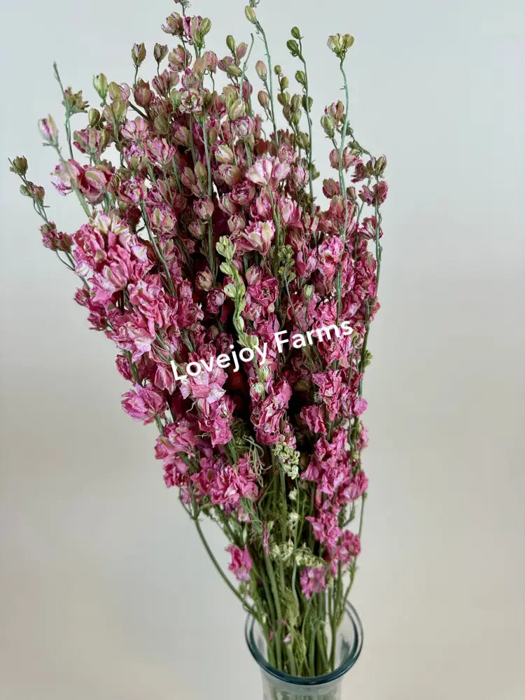 A vase with tall, dense stems of Dried Larkspur (Carmine Pink) by Lovejoy Farms set against a neutral background; its delicate petals create a lush, captivating display.