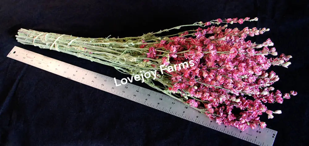 A bundle of Lovejoy Farms Dried Larkspur (Carmine Pink) with stems tied, lies next to a metal ruler on a black surface. The delicate Imperial-style blooms in medium pink contrast against the ruler to provide scale.