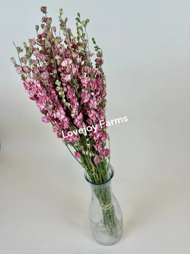 Lovejoy Farms Dried Larkspur in Carmine Pink, beautifully arranged in a clear glass vase, is set against a plain white background.