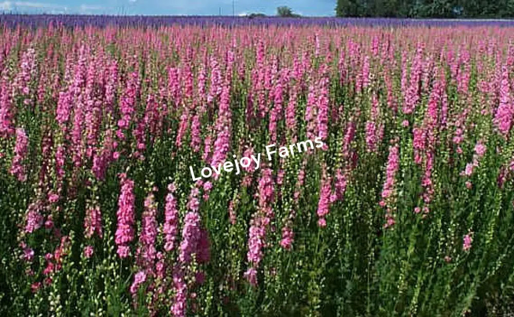 A field of tall, vibrant Carmine Pink Dried Larkspur from Lovejoy Farms under a clear blue sky evokes tranquility and natural beauty, with these Imperial Style Double Blooms stretching into the distance against a backdrop of trees, creating an enchanting scene.