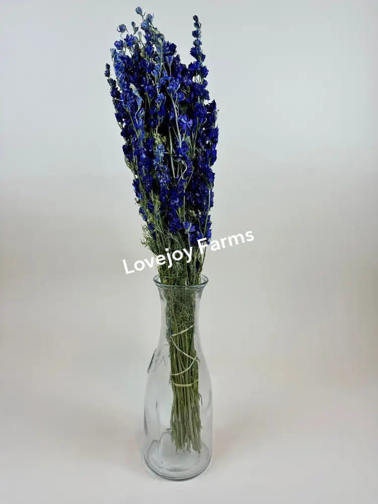 Dried Larkspur (Dark Blue) Dried Flowers