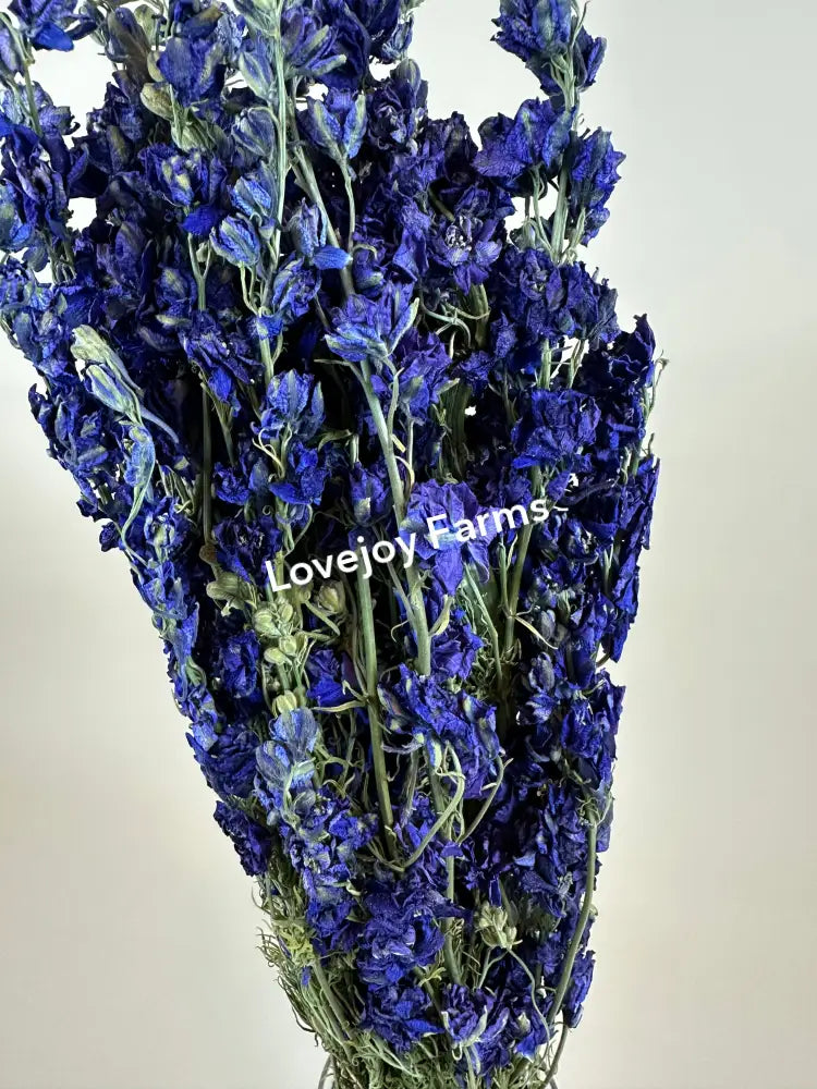 Dried Larkspur (Dark Blue) Dried Flowers