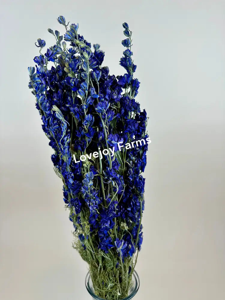 Dried Larkspur (Dark Blue) Dried Flowers