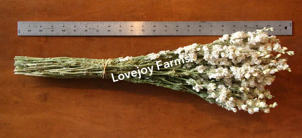 Dried Larkspur (White) Dried Flowers