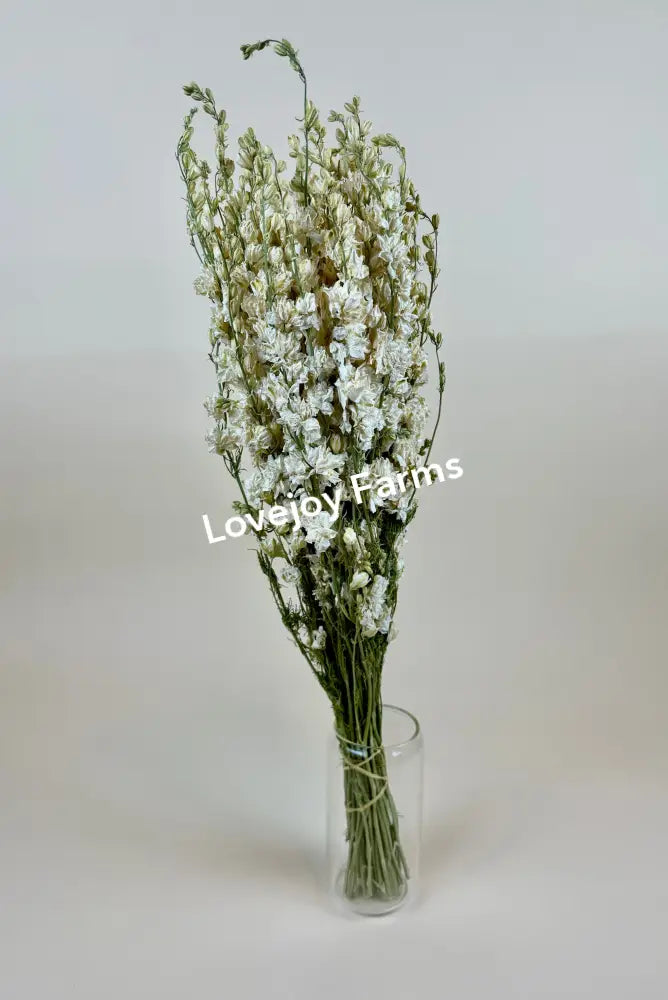 Dried Larkspur (White) Dried Flowers