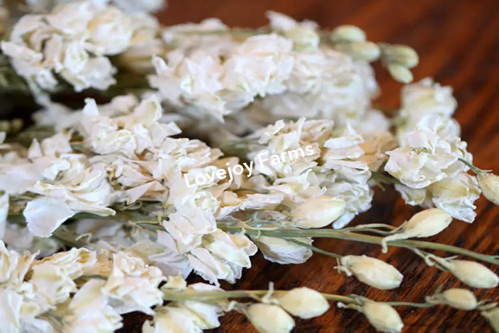 Dried Larkspur (White) Dried Flowers