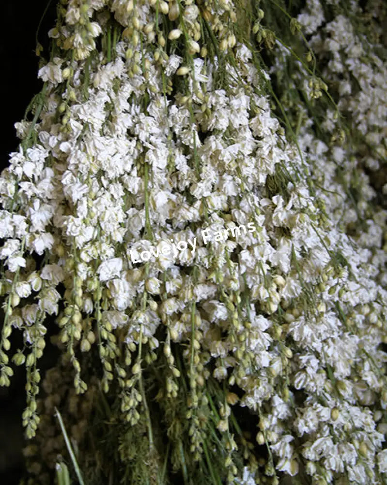 Dried Larkspur (White) Dried Flowers