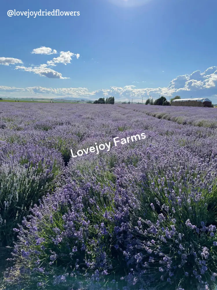 Dried Lavender Dried Flowers