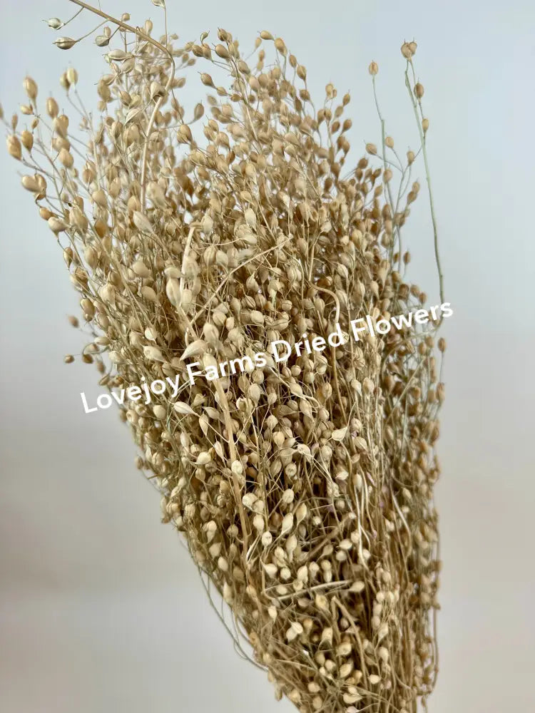 Dried Linium Dried Grasses - Ornamental