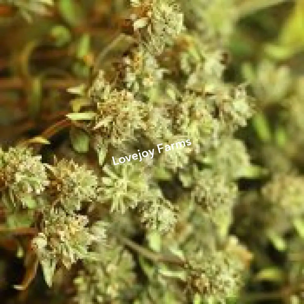 Dried Mountain Mint Dried Flowers