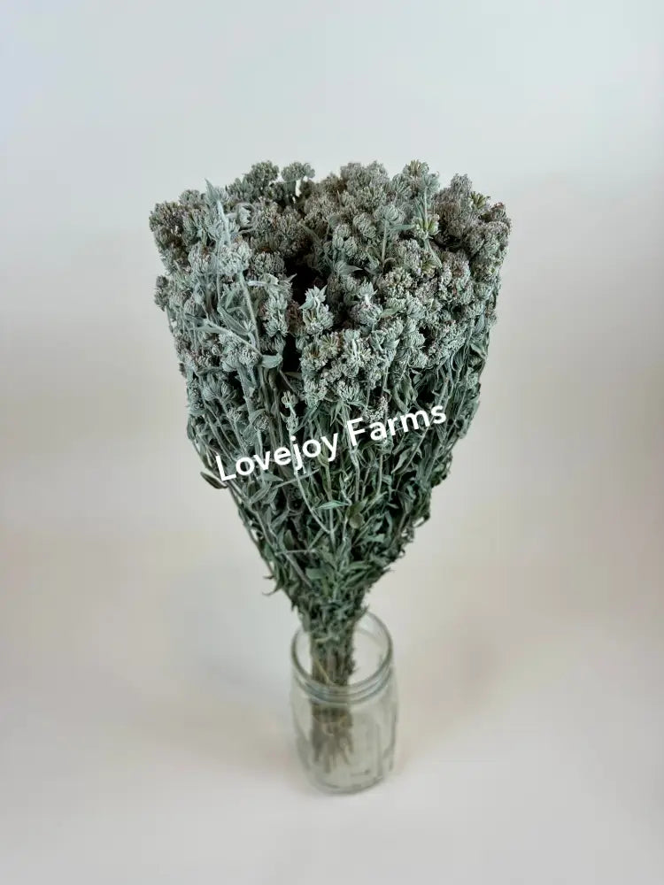 Dried Mountain Mint Dried Flowers