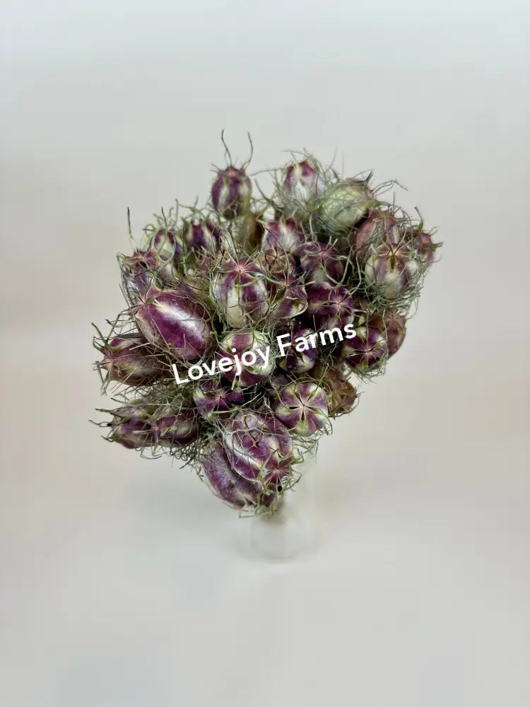 Dried Nigella (Love in a Mist) - Green Dried Flowers