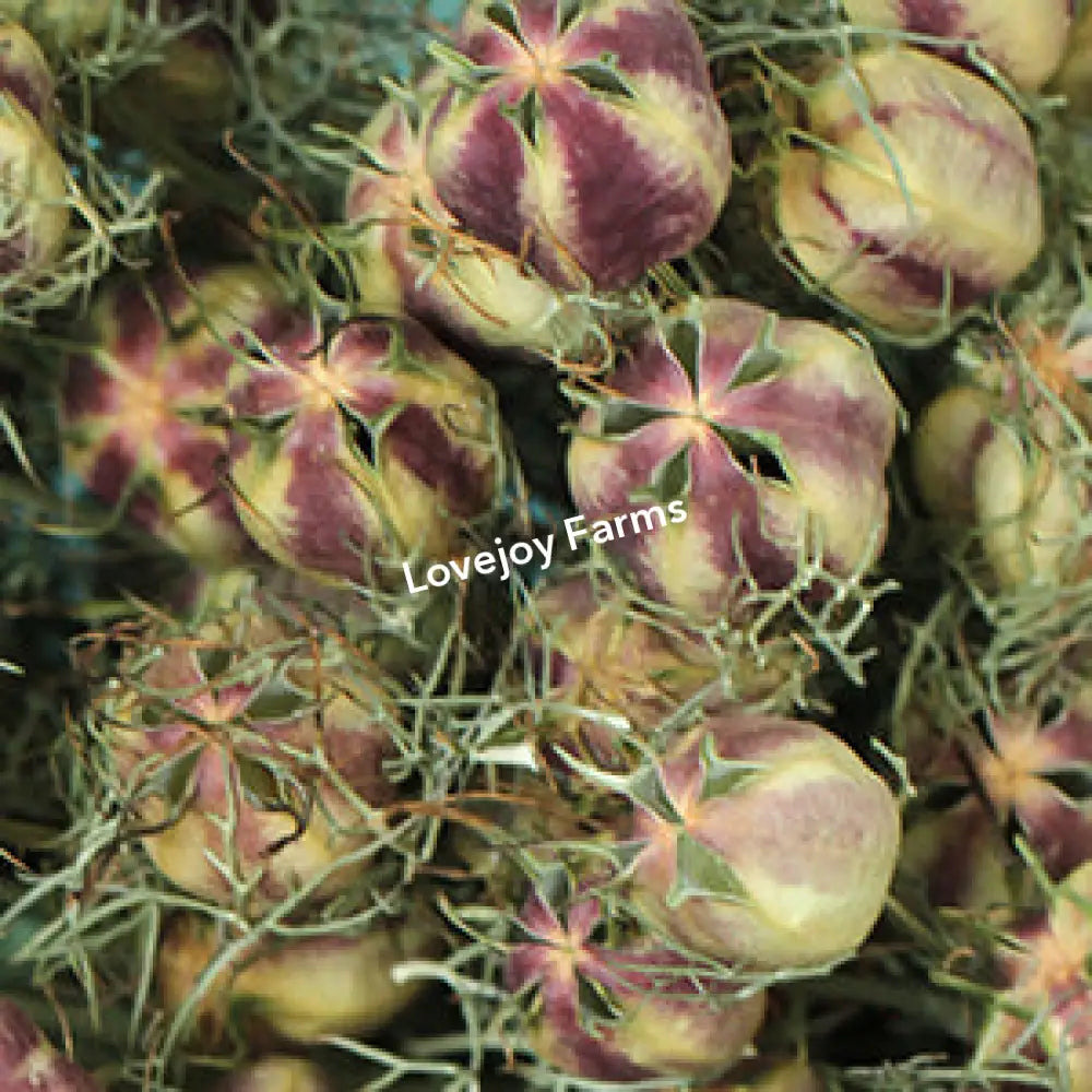 Dried Nigella (Love in a Mist) - Green Dried Flowers