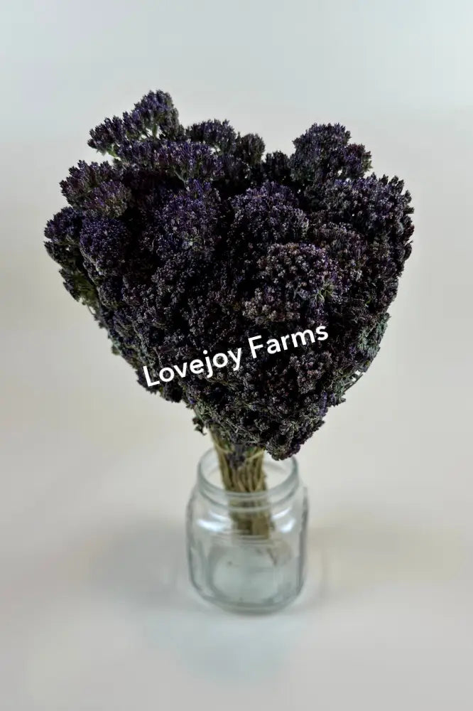 Dried Oregano (Purple Blossom) Dried Flowers