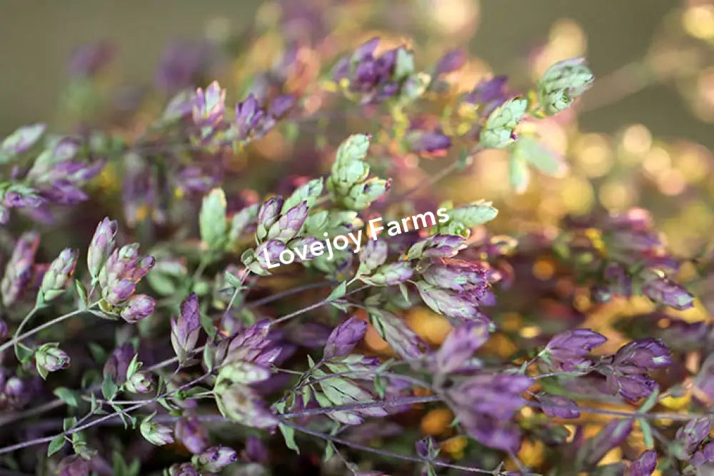 Dried Oregano (Santa Cruz) Dried Flowers