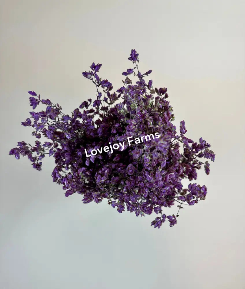 Dried Oregano (Santa Cruz) Dried Flowers