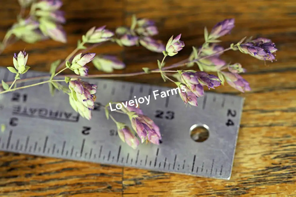 Dried Oregano (Santa Cruz) Dried Flowers