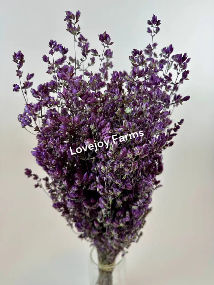 Dried Oregano (Santa Cruz) Dried Flowers
