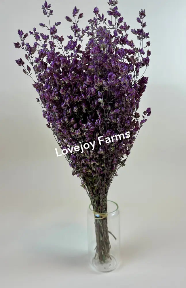 Dried Oregano (Santa Cruz) Dried Flowers