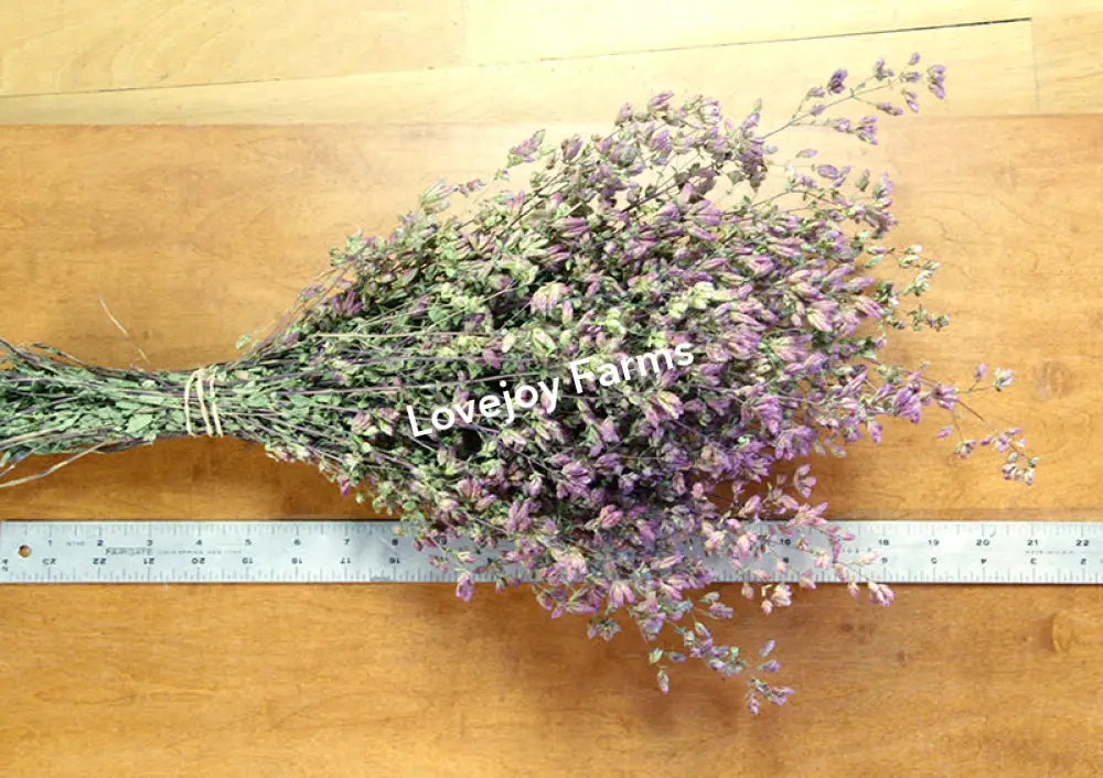 Dried Oregano (Santa Cruz) Dried Flowers