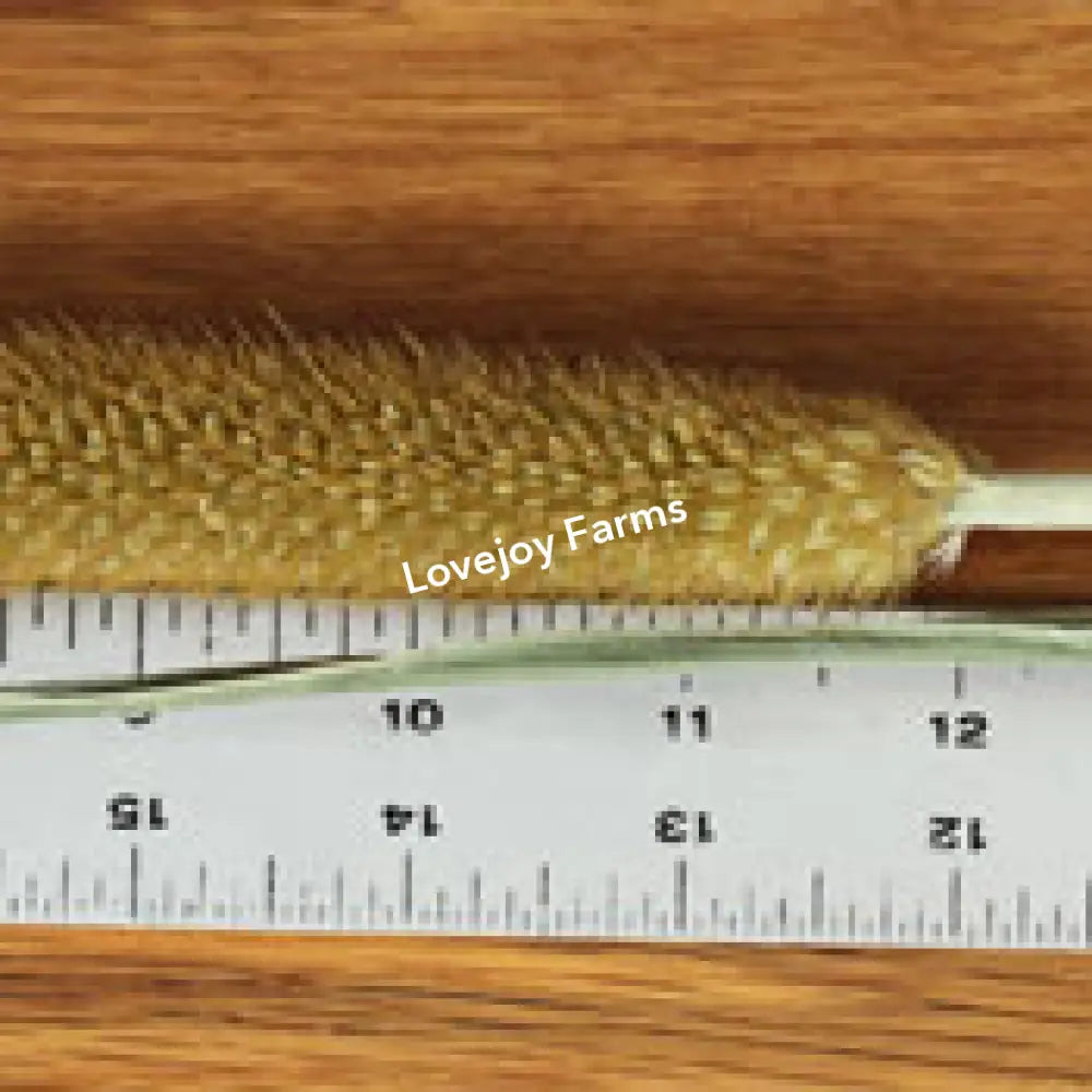 Dried Pearl Millet Dried Millet - Ornamental