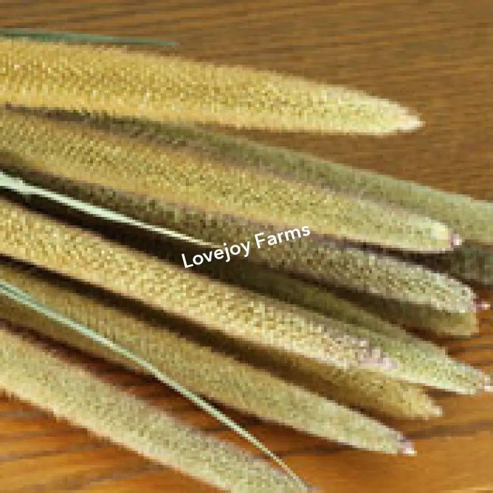 Dried Pearl Millet Dried Millet - Ornamental