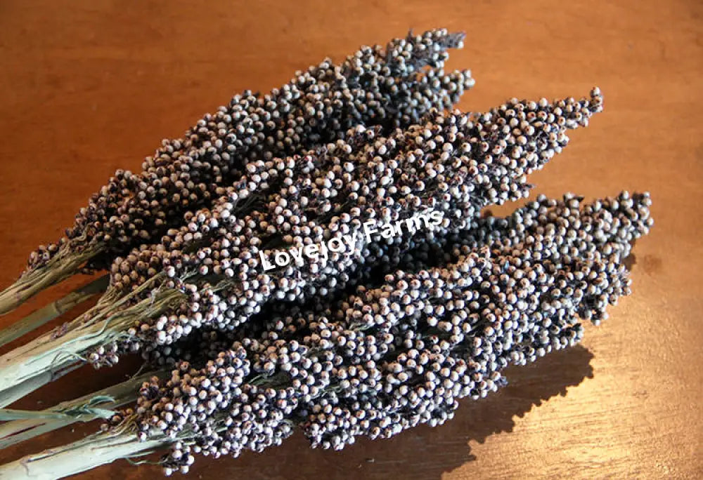 Dried Pinto Berries Dried Grains - Ornamental