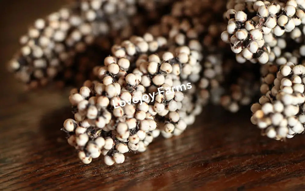 Dried Pinto Berries Dried Grains - Ornamental