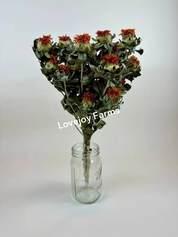 Dried Safflower – Orange Dried Flowers