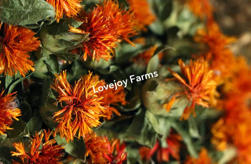 Dried Safflower – Orange Dried Flowers