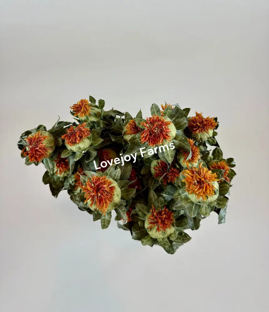 Dried Safflower – Orange Dried Flowers