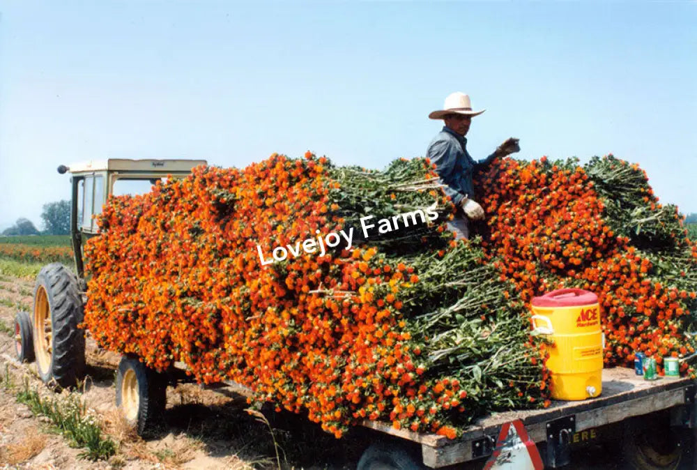 Dried Safflower – Orange Dried Flowers
