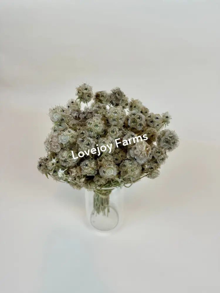 Dried Scabiosa (Round Pods) Dried Flowers