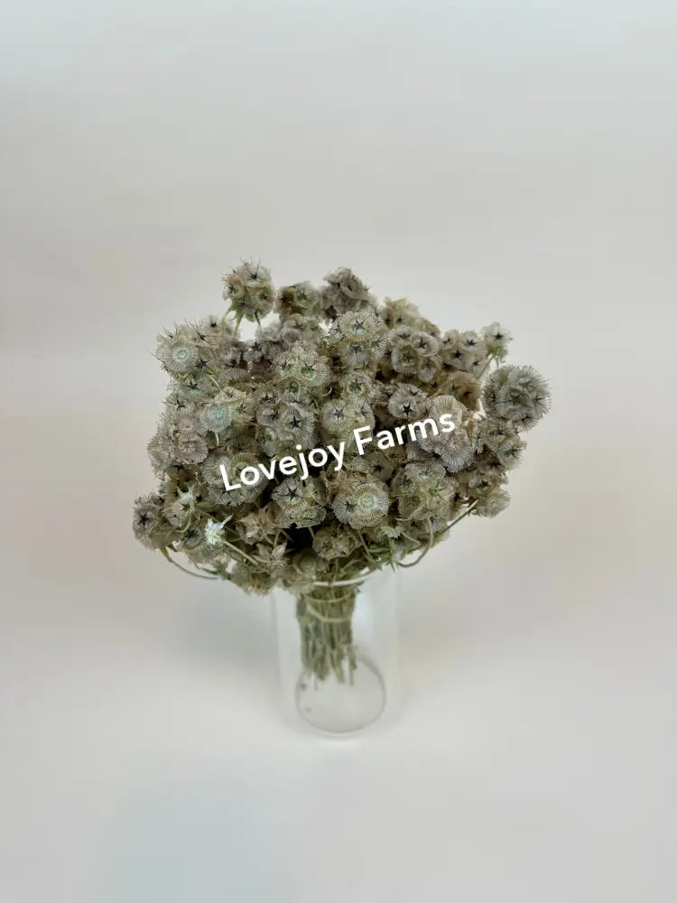 Dried Scabiosa (Round Pods) Dried Flowers