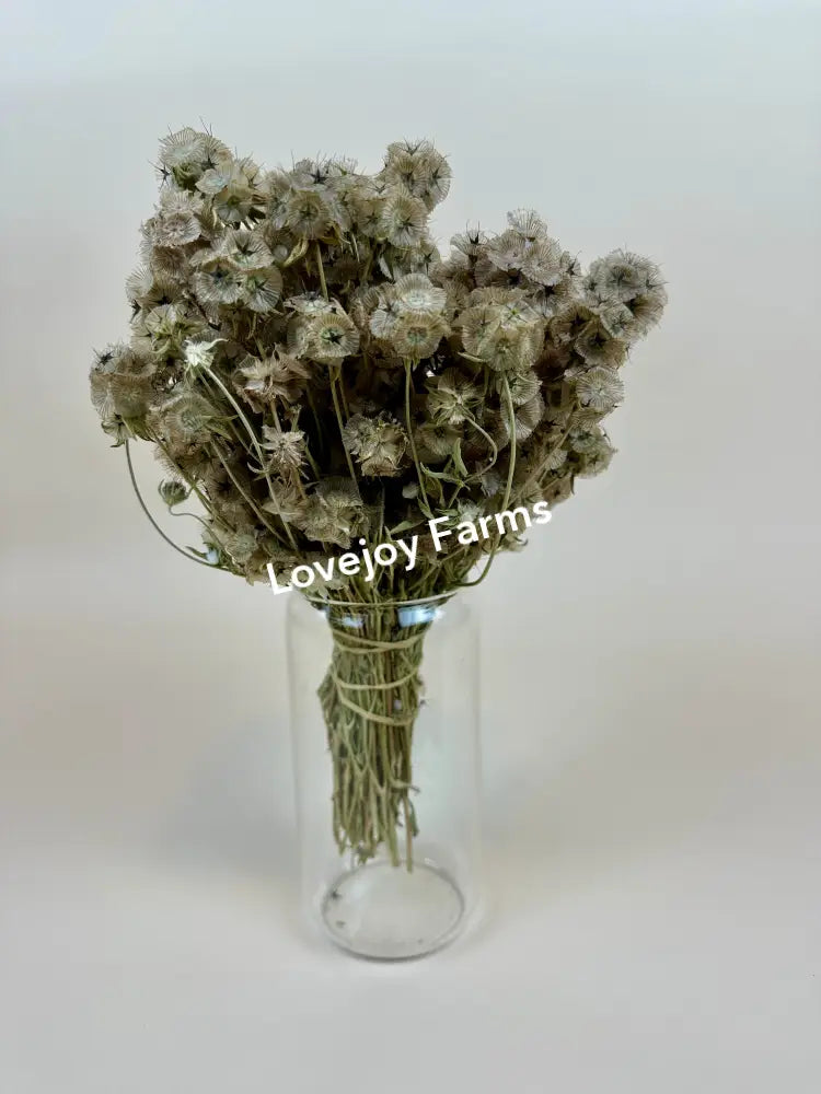 Dried Scabiosa (Round Pods) Dried Flowers