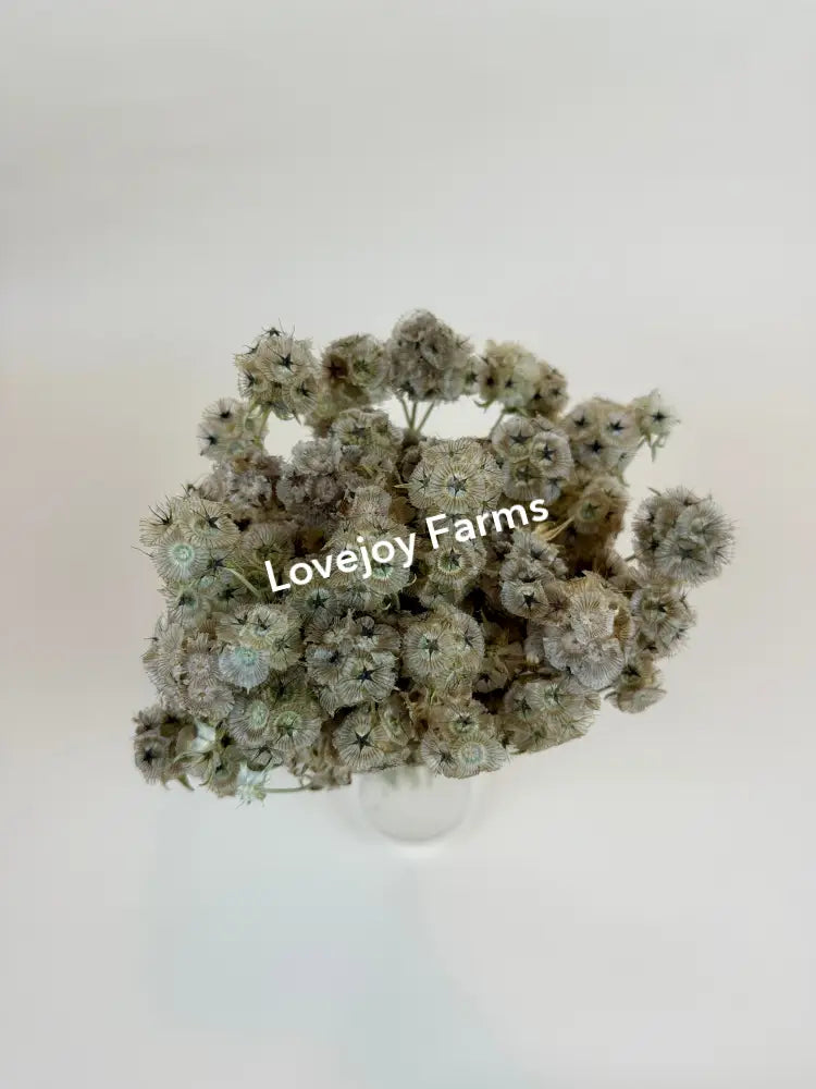 Dried Scabiosa (Round Pods) Dried Flowers