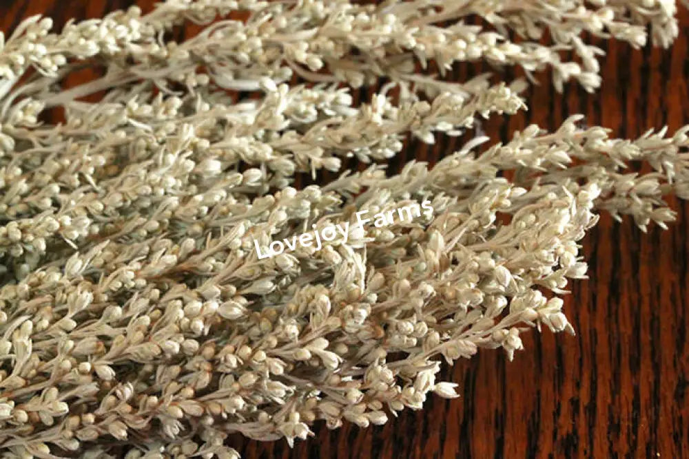 Dried Silver King Artemesia Dried Flowers