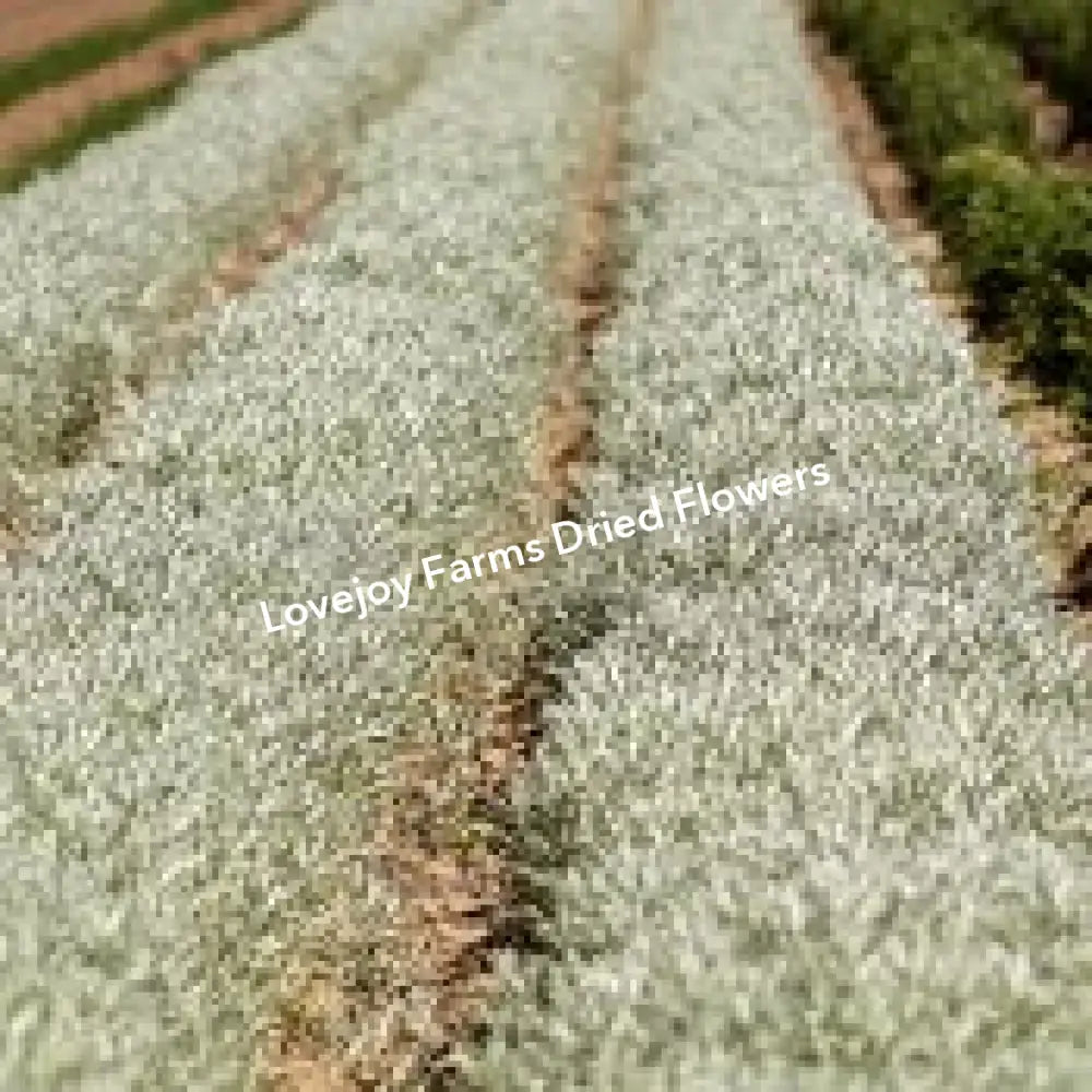 Dried Silver King Artemesia Dried Flowers