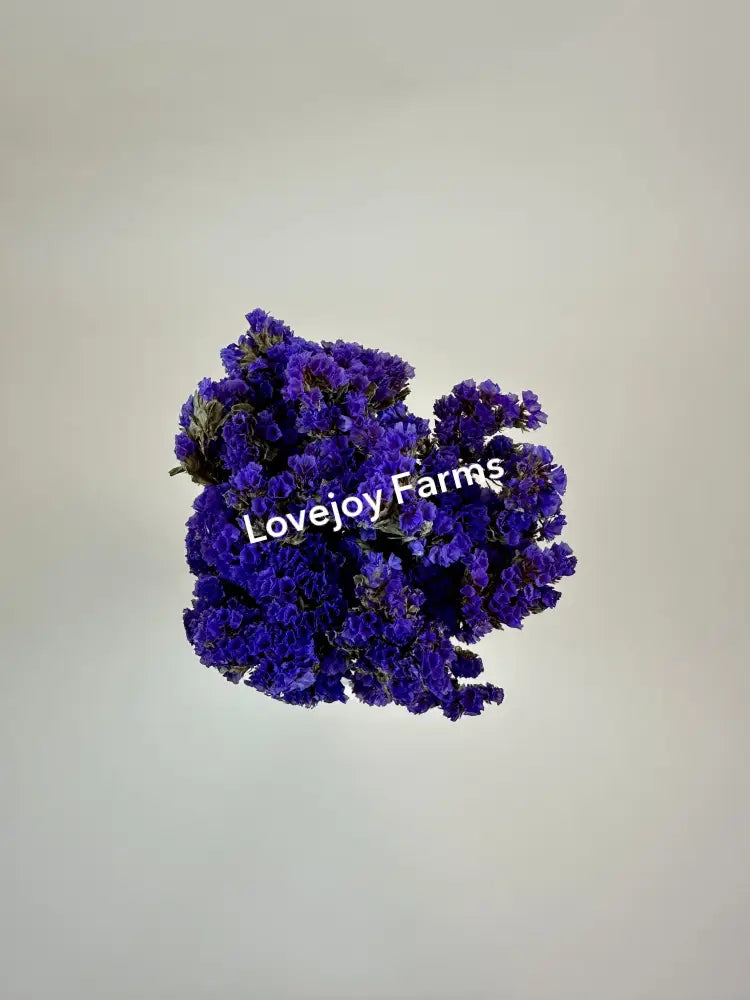 Dried Sinuata Statice (Purple) Dried Flowers